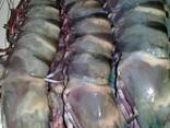 [Fish trawler Ghana], fishtrawler Accra - photo 10