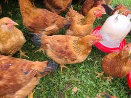 Freedom Ranger Chickens for sale