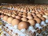 Fresh Eggs Large for sale - photo 2