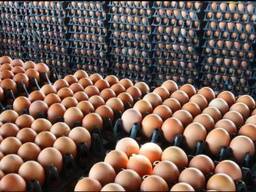 Fresh and fertile chicken eggs for sale