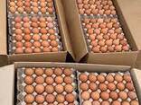 Farm fresh brown eggs - photo 1