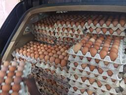 Fresh Chicken Table Eggs for Sale