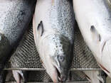 Fresh Frozen Bullet Tuna fish - photo 1