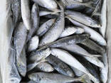 Fresh Frozen Bullet Tuna fish - photo 2