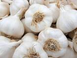 Fresh garlic - photo 1