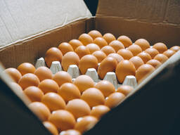 Fresh Table Eggs For Sale