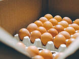 Vaccinated Day Old Broiler Chicks - photo 3