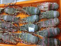 Frozen Lobster Tails, Frozen Lobsters, Frozen Shrimps, Vannamei Shrimp