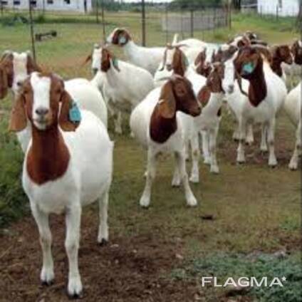 Livestock For Sale