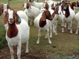 Goats and sheep's Available