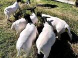 Goats And Sheeps For Sale - photo 1