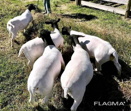 Goats And Sheeps For Sale