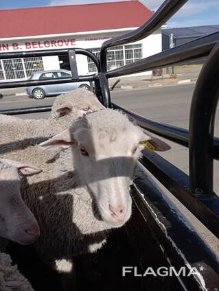 Goats and Sheeps For Sale In Mpumalanga