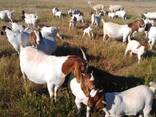Goats Farm In South Africa - photo 1