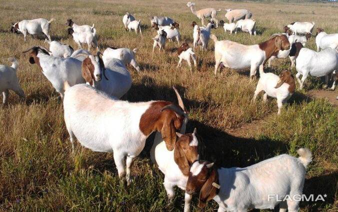 Goats Farm In South Africa