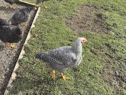 Good quality healthy local chickens for sale