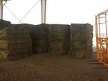 Grade A Alfalfa/Lucerne Hay for sale in South Africa - photo 1