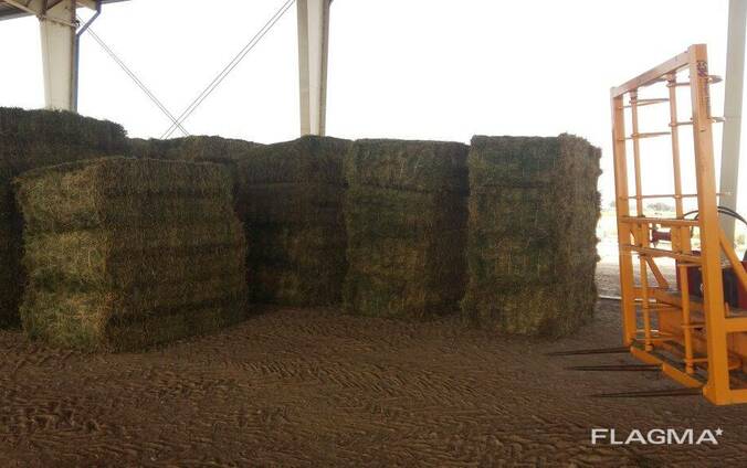 Grade A Alfalfa/Lucerne Hay for sale in South Africa
