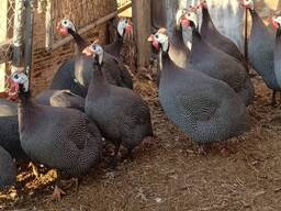 Guinea fowl for Sale