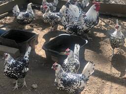 Hamburg chickens for sale