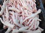 Healthy Chickens Feet Available At Affordable Price - photo 2