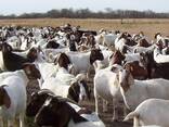 Healthy Goats/Sheep For Sale - photo 1