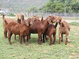 Healthy Goats/Sheep For Sale - photo 7