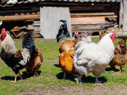 Healthy Orpington Chickens Available At Affordable Price