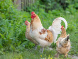 Healthy Orpington Chickens Available At Affordable Price - photo 3