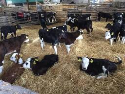 Hereford Cattle for Sale
