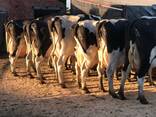 Holstein Friesian And Jersey Cows For Sale - photo 1