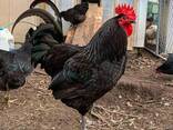 Jersey Giant Chickens for Sale - photo 1