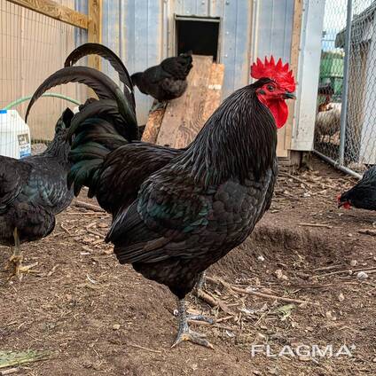 Jersey Giant Chickens for Sale