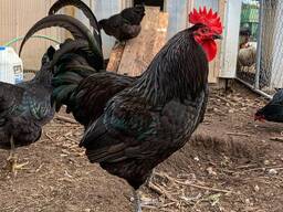 Jersey Giant Chickens for Sale