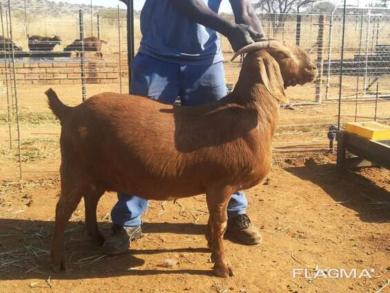 Kalahari Buck And Does Available