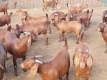 Kalahari goats and Boer goats - photo 1