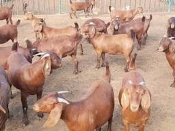 Red Kalahari goats for sale