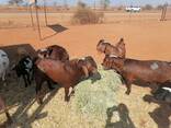 Kalahari goats for sale - photo 1