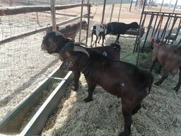 Kalahari goats for sale
