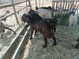 Kalahari goats for sale - photo 1