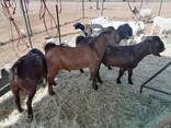Kalahari goats for sale - photo 3