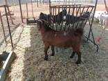 Kalahari goats for sale - photo 2