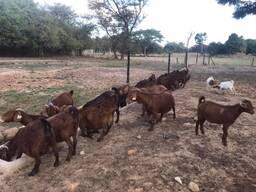 Kalahari goats price