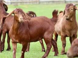 Kalahari Red Goats for Sale
