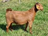 Kalahari Red Goats for Sale - фото 2