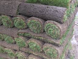 Kentucky Bluegrass Hay for Sale