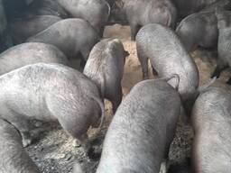 Large White Pig for Sale
