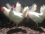 Leghorn Chickens for Sale - photo 1