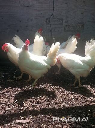 Leghorn Chickens for Sale