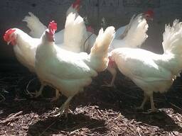 Leghorn Chickens for Sale
